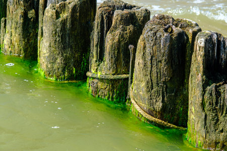 Wooden wave-breaking poles on a sunny day, a row of grooves on the Baltic Sea coast in summer, Helps to reduce the force of waves and coastal erosion. Latvia.の写真素材