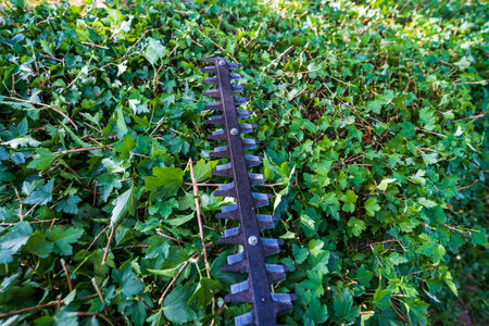Hedge shear knife. Trimming the garden hedge. Cutting bushes with an electric brushcutter.の写真素材