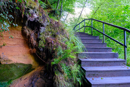 Tourist trail with wooden stairs. Wooden boardwalk tourist stairs trail with trees. Beautiful wooden...
