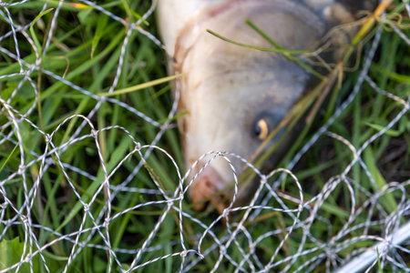 Freshly caught carp in a wet carp bed. carp fishing. Professional fishing equipment. sports fishing. Fish out of focus.の写真素材