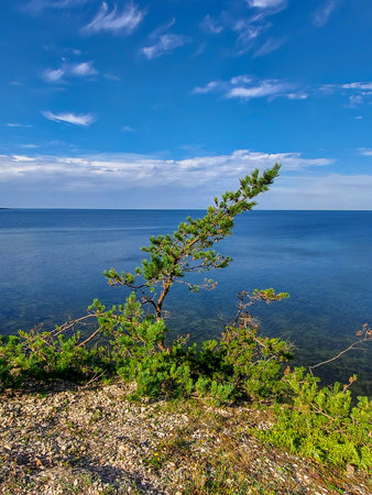 A small pine tree on a high seashore on the island of Saaremaa.の写真素材