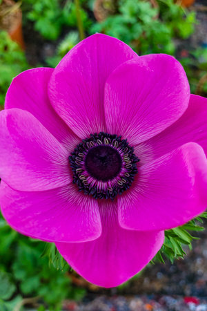 The beautiful Japanese anemone is also called anemone hupehensis