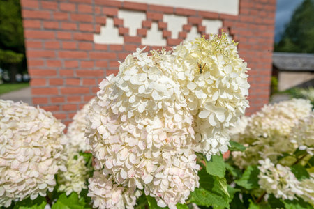 Gorgeous white hydrangea paniculata inflorescences in a summer garden, illuminated by the sun....