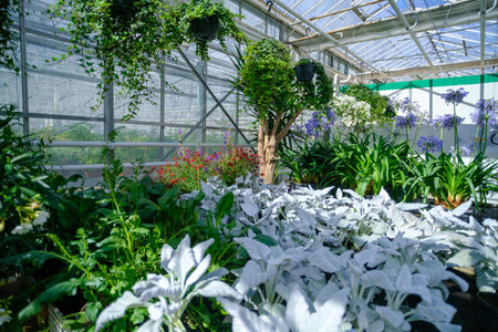 Flowers in a modern greenhouse. Greenhouses for growing flowers. Floriculture industry. Ecological farm. Family businessの写真素材
