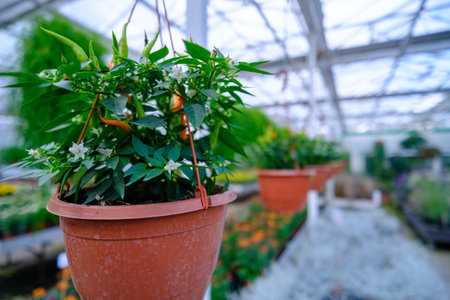 Flowers in a modern greenhouse. Greenhouses for growing flowers. Floriculture industry. Ecological farm. Family business. Potted red hot peppers.の写真素材