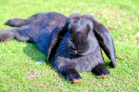 Many young baby rabbits. A beautiful young black rabbit resting. the rabbit lay down in the green grass.の写真素材