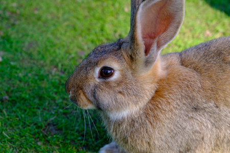 A young rabbit is grazing on green grass on a warm summer day. A trapped animal enjoys nature....
