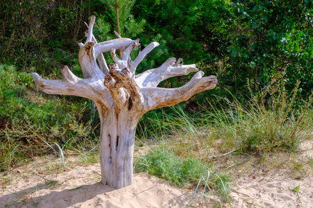 The root of the tree was washed away during a storm in the Baltic Sea. Sea sand with a tree root. A tree buried in the ground with its roots up.の写真素材