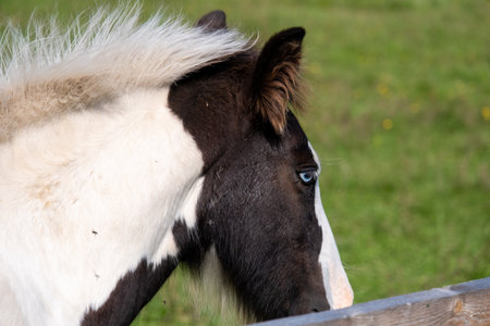 Blue-eyed zig. Side portrait of a horse. Blue eyes are rare for a horse. A young horse in a private mini zoo, blue-eyed.の写真素材