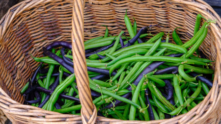 Green and purple long beans in a wicker basket. Overhead view of thin, freshly harvested beans at a farmers market.の写真素材