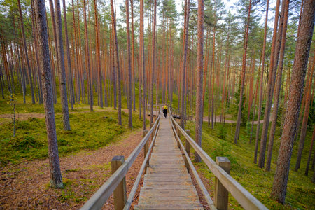 Long wooden stairs in the forest on an autumn day. Tourist hiking route.の写真素材