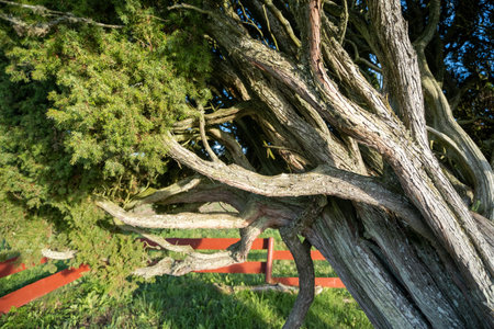Rietekla juniper is the largest common juniper in the Baltics. Valmiera, Latvia.の写真素材