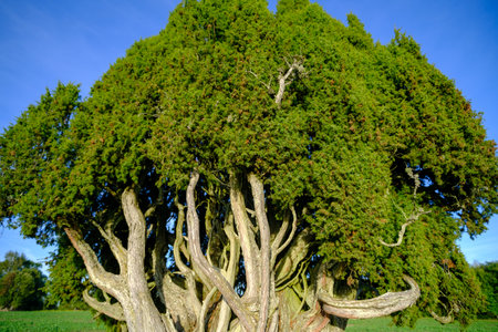 Rietekla juniper is the largest common juniper in the Baltics. Valmiera, Latvia.の写真素材