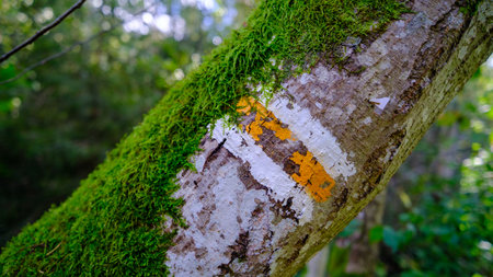 The yellow trail. Marking the tourist trail. The sign is painted on trees, posts, rocks. Tourist trail for foot, bicycle and mountain. yellow.の写真素材