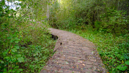 A path made of wooden planks is a passage through the forest