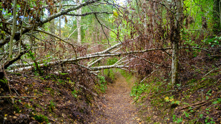 Fallen birch tree over road after windy weather. A small footpath