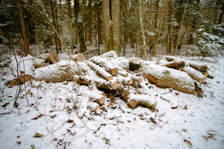 Closeup image of sawn tree under the first snow in Finland, Northern Europe. Beginning of nordic...