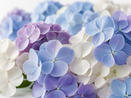 A Dance of Blues: Unveiling the Allure of Hydrangea Blossoms.の素材