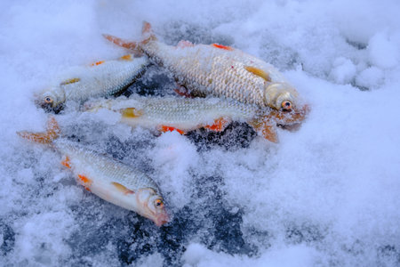 Winter fishing.Fish roach closeup on the ice.の写真素材