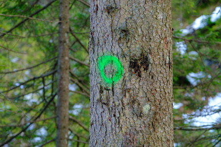a green circle drawn on a tree trunk. indication of the tourist trailの写真素材