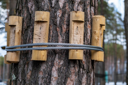 A close-up of a tree with wooden blocks and a strong cable wrapped around it in a tranquil forestの写真素材