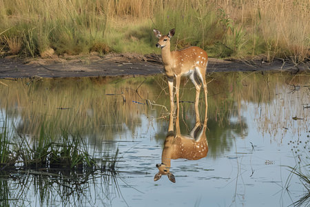A spotted deer reflected in calm waters amidst tall grasses in a serene natural settingの素材