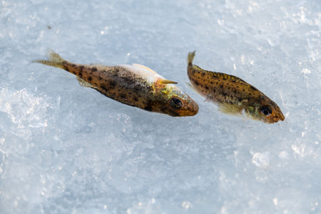 Macro photography captures two fish swimming in liquid water