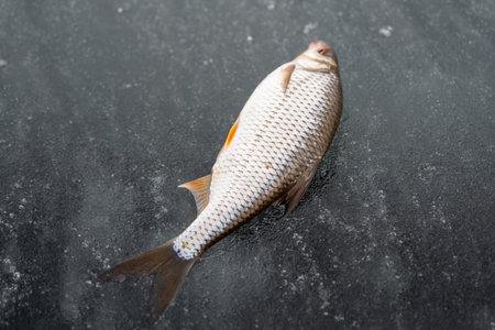 A fish with fins and tail is on ice, out of its underwater habitat