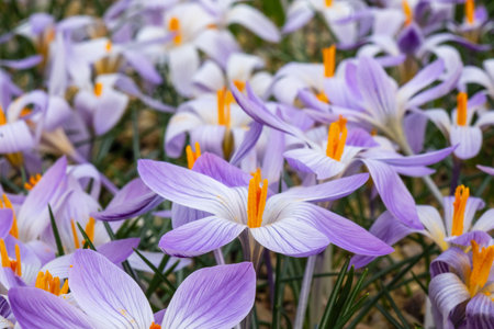 Purple and white flowers with orange centers bloom in grass