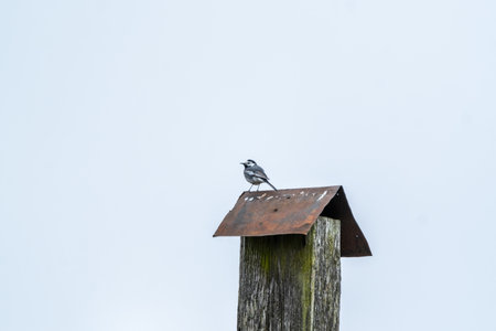 A seabird sat on a post, with wings spread and beak pointed towards the skyの写真素材