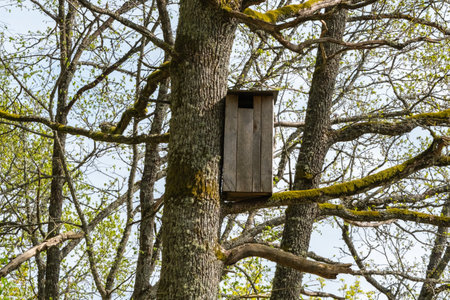 Birdhouse on Tree Branch in Spring Forestの写真素材