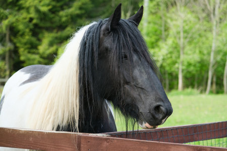 Close-up of a black and white horse with a long, flowing mane standing by a wooden fence in a lush green pasture.の写真素材