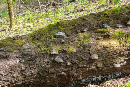 A close-up view of a moss-covered fallen tree trunk with fungi, in a serene forest setting, enhanced...