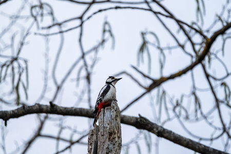 A woodpecker perches on a bare tree branch, capturing a serene moment against a backdrop of intertwined branches and a cloudy sky.の写真素材