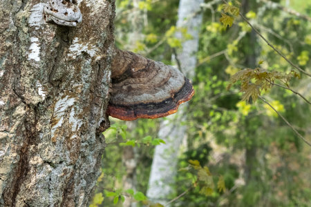 Close-up of tree fungus attached to a tree trunk in a lush green forest, highlighting natural growth...
