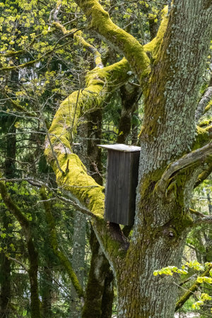 Wooden birdhouse attached to a moss-covered tree in a lush, green forest, creating a serene and...