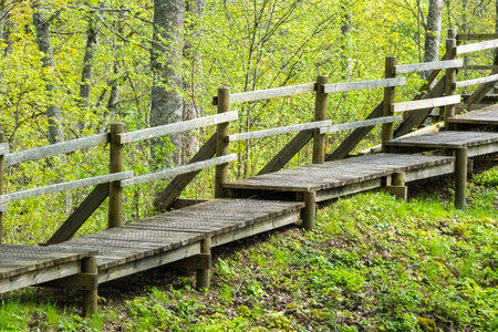 Wooden boardwalk with railings winding through a lush, green spring forest, providing a serene and...