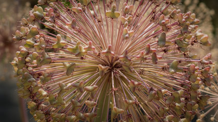 Detailed macro shot of a dried allium flower head showcasing its intricate structure and muted...