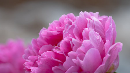 Close-up of a soft pink peony flower in full bloom, highlighting its delicate petals and lush texture against a neutral background.の写真素材