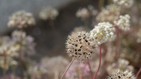 Close-up of a dried allium flower displaying black seed pods, set against a blurred natural background.の写真素材