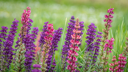 A vibrant field of purple and pink lupine flowers in full bloom, showcasing their beauty against a green backdrop.の写真素材