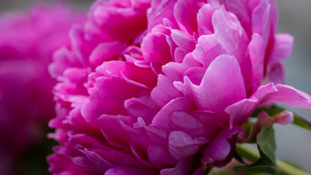 Close-up of a vibrant pink peony flower in full bloom, showcasing its delicate petals and rich color against a blurred background.の写真素材