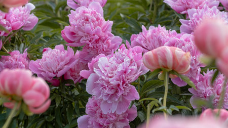 A lush garden filled with vibrant pink peonies in full bloom, showcasing their delicate petals and lush foliage in a beautiful natural setting.の写真素材