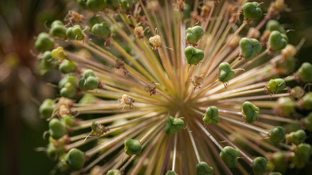 Detailed close-up of an allium seed head, highlighting its intricate structure and green seed pods in natural light.の写真素材