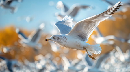 Close-up of a seagull in flight with wings spread, surrounded by a flock of seagulls against a blurred background.の素材