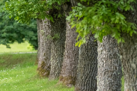 A row of majestic oak trees with textured bark and green foliage stands in a lush green field on a summer day.の写真素材