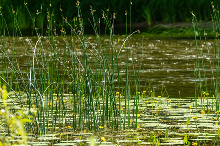 Tall green reeds and yellow water lilies growing in a tranquil pond, creating a serene and natural aquatic scene.の写真素材