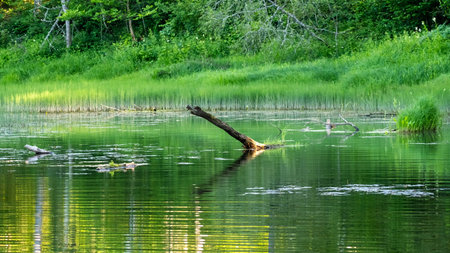 Serene forest pond with green reflections, floating logs, and lush vegetation, showcasing the tranquility of nature in summertime.の写真素材
