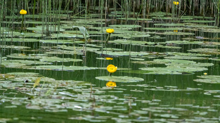 Close-up of yellow water lilies and lily pads floating on a tranquil pond, surrounded by reeds and reflecting the serene environment.の写真素材