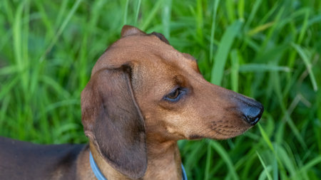 Profile view close-up of a Dachshund dog standing in green grass, capturing its attentive expression and sleek fur.の写真素材